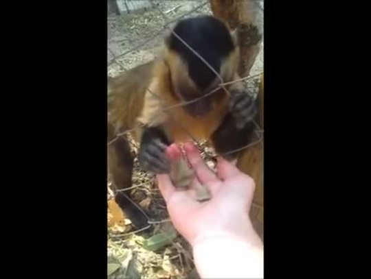 yungdoctor:videohall:  Monkey teaches Human how to Crush Leaves   this changed me 