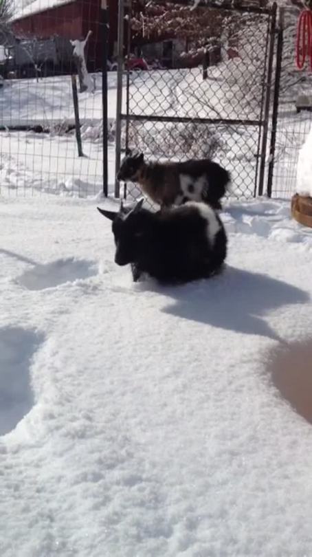 babygoatsandfriends:  onthebackofajackeduptailgate:  8 MORE inches of snow… AGAIN! And 4 more tonight possibly. Merlin hates the snow  Oh no, they’re drowning in snow. 