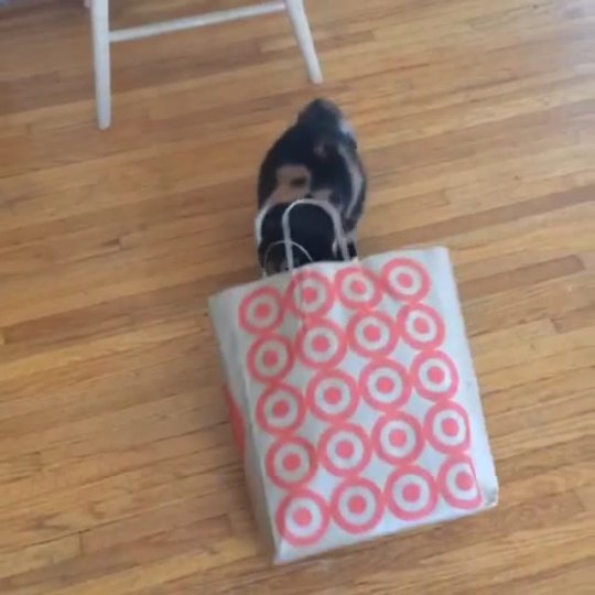 pudgethecat:  Do you ever have one of those Mondays where you just want to crawl