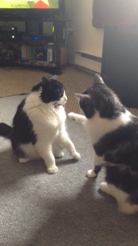 femmadilemma:  lady-fett:  please enjoy this video of an action packed, high speed fight between two cats.  the end is the best 