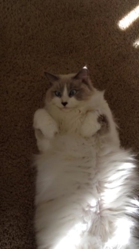 martininamerica:  sirspookers:  zedigalis:  martininamerica:  Mozzarella does her best impression of a sausage.  I just love how after he asks if it’s a sausage, it looks down like “oh shit! I am a sausage :o”  “Are you a sausage?”“*cats