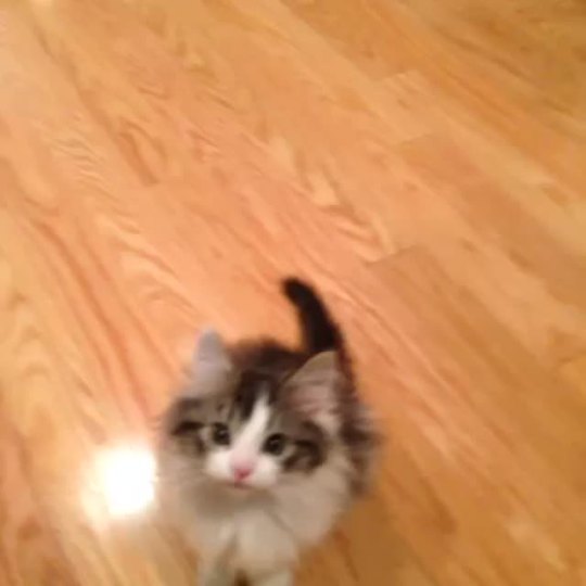 Porn Pics epic-vines:  Kitten saying hi to everybody