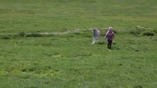 sneakyfeets:  la-muertexx:  videohall:Little icelandic girl playing with a lost foal.