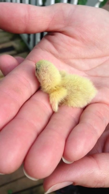 deafdestroya:  importantbirds:  THIS IT.  THE TIENST YELLLER PEEPER. SIZE OF A GRAP.