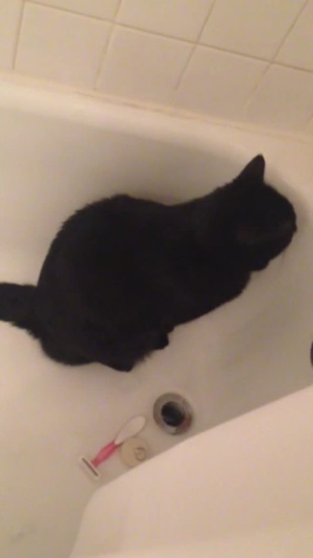 sweet-bitsy:  kdramapanda:  My cat loves watching the water fill up in the bathtub