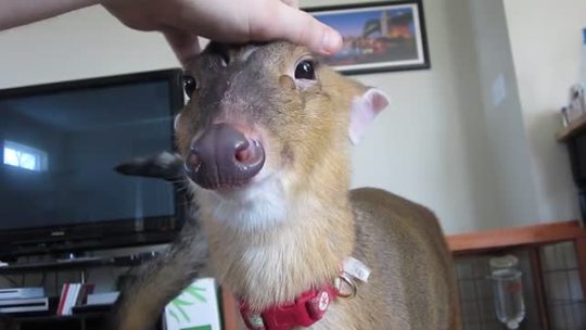 lennythedeer:  Lenny loves to be petted and doesn’t even flinch when Maxx the Cat decides to hit him in the face with his tail. 