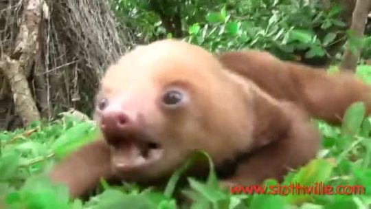 ghost-sphincter:  atomau:  neverland-avenue:  hOLY FUCKING SHIT I CANT  So THAT’S what a sloth sounds like  oh no thE ONE IN THE BASKET 