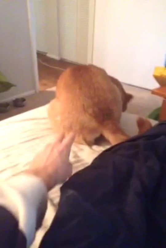 milkdirnt:  platonicknifelust:  that’s not a fucking cat   THIS IS THE GREATEST THING I HAVE EVER SEEN IN MY LIFE. THIS DOG WAS LIKE “WHO THE FUCK DECIDED THAT IT WAS A GOOD IDEA TO POKE MY ASS. WAS IT YOU. BITCH WAS IT YOU” I LOVE THIS VIDEO. I