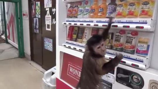 youngphilo:  videohall:Monkey buys a drink from a vending machine  > exactly how I act when the vending machine is taking too long.   videos like this really fascinate me…im sitting here high af and I keep watching this over and over and I have so