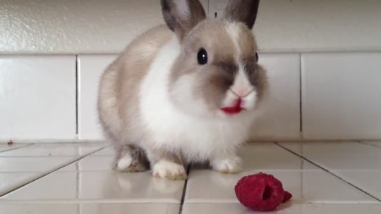 cutiebum:  avina:  anditslove:  Luna inhaling raspberries.   i’m in a coma   SHE