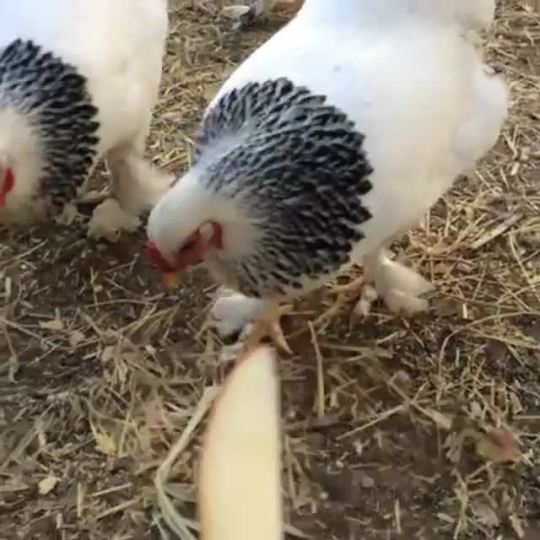 vinegod:  This cracked me up. I guess she was upset she didn’t get the apple slice. by oh so tracy 