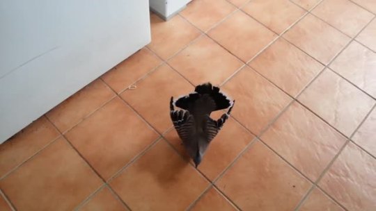naturepunk:  pantherwhales-spout:  izziesworldofizzie:  Every time I go downstairs to the laundry room, this pigeon tries to seduce me.  “we have incompatible genitals” is now my favorite excuse.  Look at this adorable idiot trying to be all
