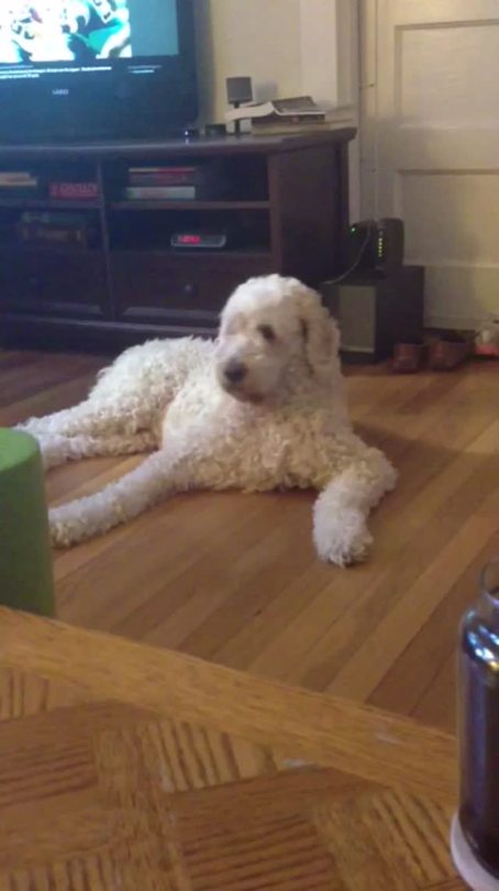 lilnuggetbigdreamsz:  My sister’s labradoodle found her weed lollipops and ate them and was just really high for a whole day