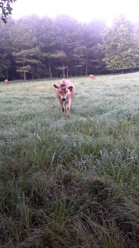 hallow-queer:  congalineofdurin:  gayfarmer:  6:50am, look at this sweetling  HAPPY FRIENDLY COW  my D R E A M 
