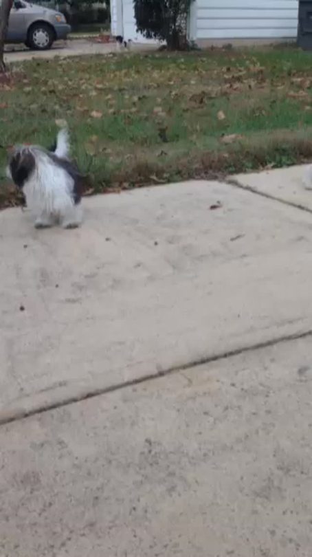 My neighbors dogs wanted to play&hellip;they can&rsquo;t hang.