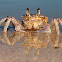 Microplastics worse for crabs and other marine life than previously thought: Enter through gills