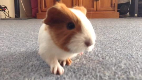 pencilshapedironstatue:  heres 15 or so seconds of my 2 day old baby guinea pig enjoy