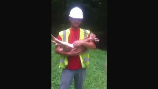 Porn videohall:  Baby deer cries every time it photos