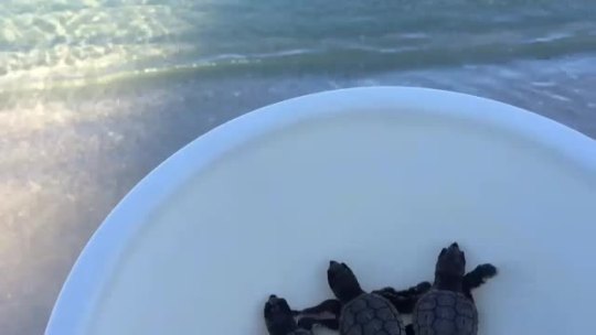 thatssocrates: fats:  lisquid:  This will be the cutest video you will see today. My grandparents found baby sea turtles on their doorstep this morning so they released them one by one!  please turn on your volume omg  This makes me so happy 