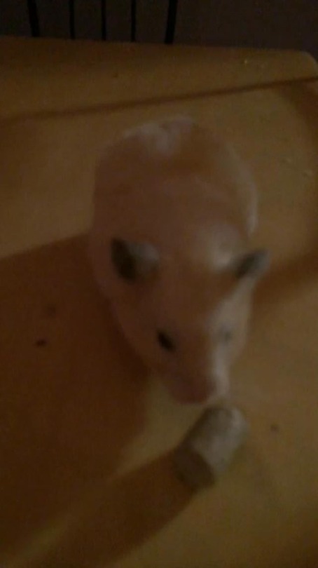Baby