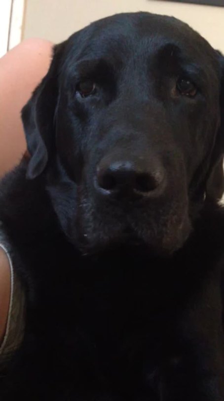 rechargeables:  yardbirdsjimmy:  rechargeables:  please watch this video of me and my dog whining at each other  YO ALL BLACK LABS SOUND THE SAME…  Ik and it’s adorable 