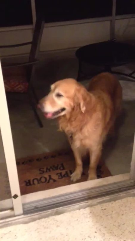 storeboughtisfine:  deepinmyb0nes:  In honor of national dog day, here’s a vid