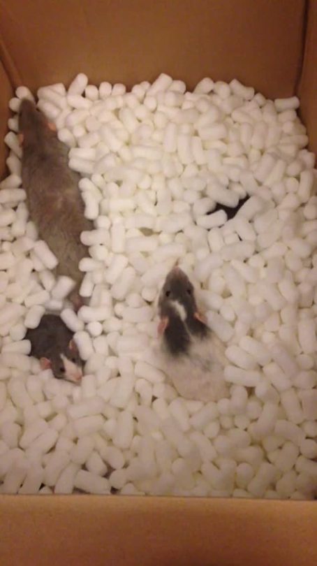 karasratworld:  karasratworld: You haven’t seen happiness until you’ve seen 7 rats in a box of (pet safe) packing peanuts Bringing this back because it keeps popping up on my dash. Sadly all these rats are gone now but this is still one of my favorite