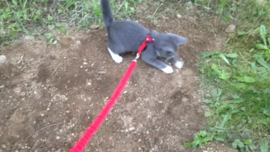 tinysaurus-rex:  spencerofspace:  Oliver is really excited about dirt   listen, he’s doing great and im proud of him. 