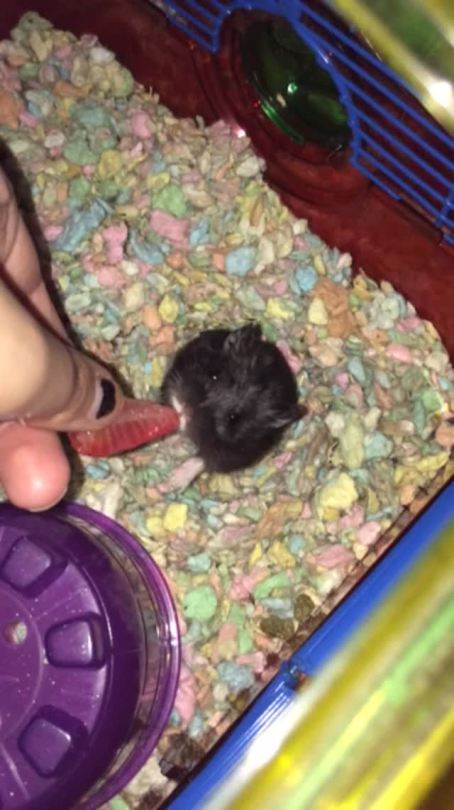 I call him my rat baby   Even though he’s a dwarf hamster