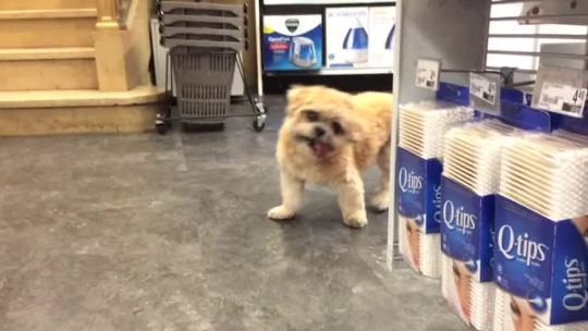 ninjagiry:  marniethedog:  I love shopping!  why are people reblogging the short