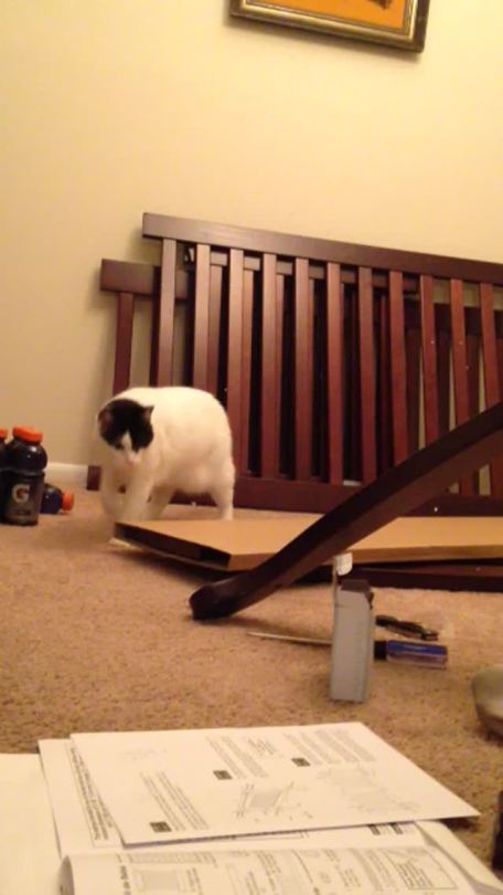 black-eyed-bucky: sangoireseussian:  youareawolfqq:  Every time he does this she gets curious but also scared.  why are cats like this  Its that crocodile from Peter Pan. I’m sure of it 