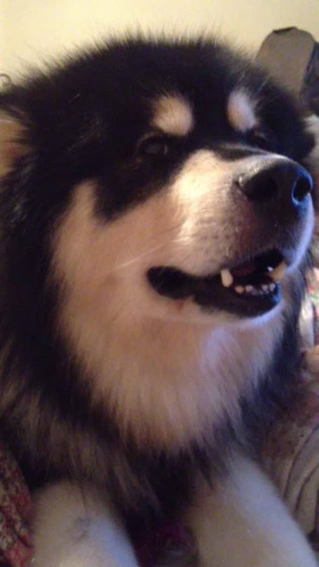 thecutestofthecute:  maverickthemalamute:  Victoria: just because you’re cute does
