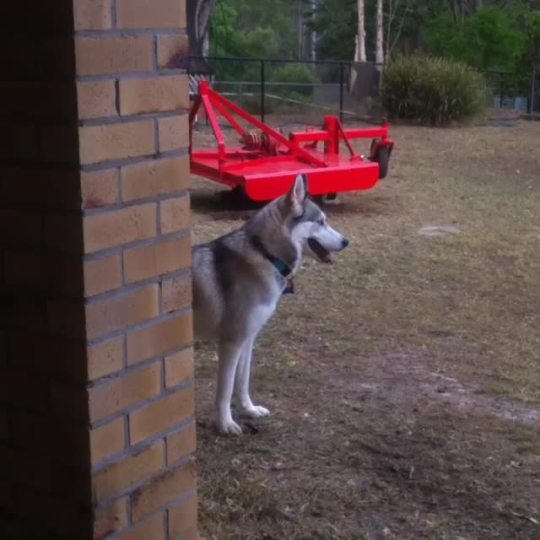 a-cadet:  6woofs:  sushinfood:  6woofs:  maximustheturd:  Hahaha his face.. I love it  I’m so glad he doesn’t freak out in thunderstorms though  Love this!  “Pardons, sky, but what ARE you doing?”  Forever reblog.  @holynamemello 