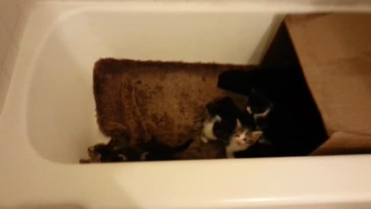roachpatrol:  razputinthecuteone:  So a cat had babies in our boat and I need to find homes for these kittens. If you live in the SoCal area and know of any organizations that can take them or help I would love to know the name. I cannot keep these precio