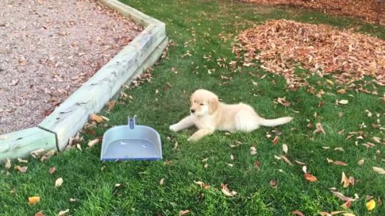 thecutestofthecute:zolofta:  This is a video of my golden retriever puppy, Hazel, barking at a dustpan.   If you are feeling sad today please watch this video okay