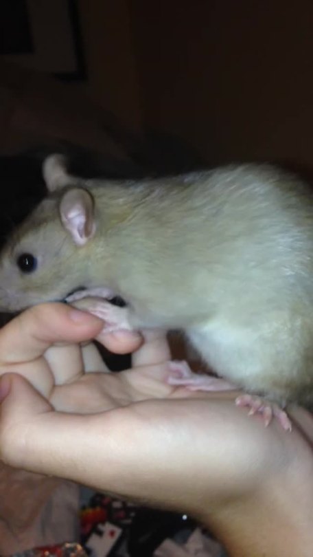 floofsqueak:  this is what owning a rat entails 
