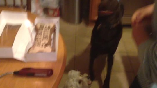 thecutestofthecute:  merlynm:  He loves it when we set fire to food and then sing about it. Happy Birthday, to a good old dog.  this video makes me so happy inside i can’teven describe it 