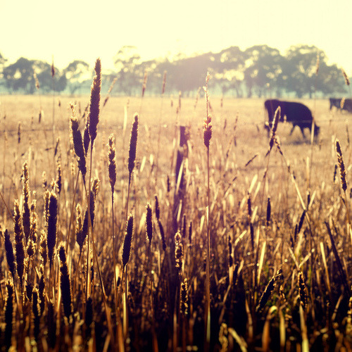 Why Eating Meat Is so Much More Than an Animal Rights Issue
