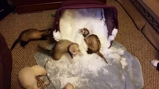 lady-feral:the-karakusa:widdlehiddles:My babies got to enjoy snow today!Look at those lil weirdos!I just made a ridiculous noise.