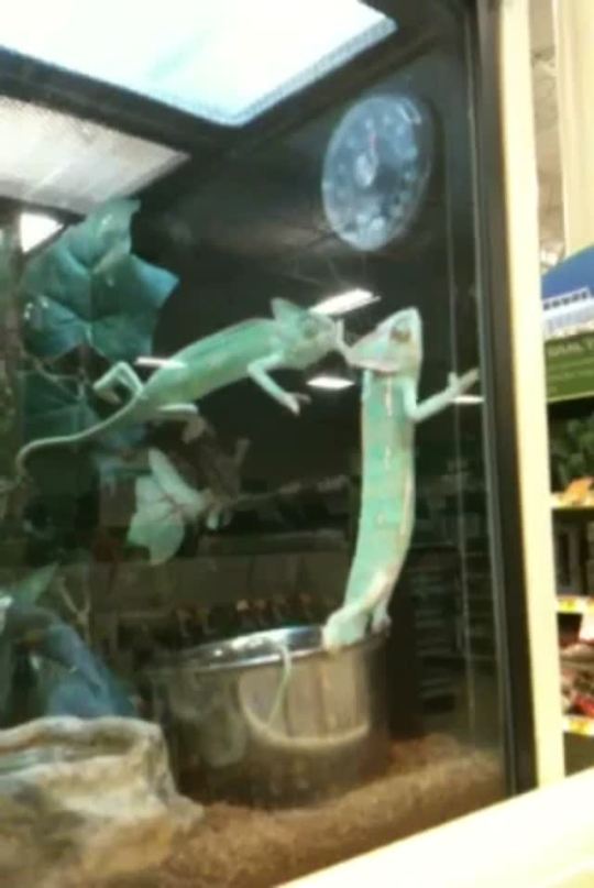 jotarokujo:otterbelle:I was at work today and saw these chameleons chillin and I