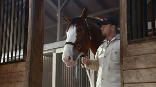 middlemarching:guywholooksliketaylorswiftfan:  THE HORSE FUCKING SAVED THE DOG WITH A SLOW HEARTFELT COVER OF 500 MILES BY THE PROCLAIMERS PLAYINGTHIS IS TOO MUCH FOR MY HEART FUCK THIS GAY EARTH    I just cried over a budweiser commercial