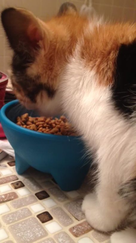 meowjorie:  this kitten meows while she eats and it’s the funniest and cutest thing ever 