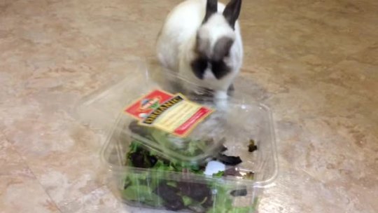 masterdean94:  onefineflip:  foeyedcurls:  Did I SAY I was finished with the baby greens?!?!??!  such an aggressive tiny animal  immylg  masterdean94 *__* not gona lie. I squealed so much & did little claps because that is some adorable bunny sas!