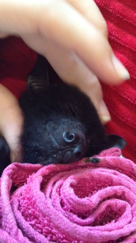 you-butt-face:  visualkeito:  beastlyart:  This is completely fucking unacceptable.   LOOK AT THIS PRECIOUS BABY  IS THAT A BAT?? 