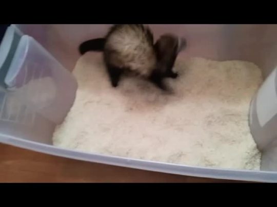 calleo: the-book-ferret:  builttagontough:  Scarlet absolutely LOVES her new dig box.  Thanks for the idea the-book-ferret  SO EXCITING!! She’s so overwhelmed!  Oh man, I forgot about dig boxes! We had a huge bin full of rice for our ferrets to dig