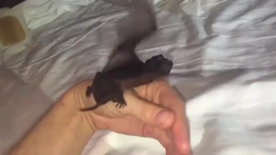 kawaiidabber: cosmic-canna:   starryeyedq: Baby bat learns to fly!  this is my cause of death, I have transcended this realm   It looks like a baby dragon omg  T ^T <3 <3 <3