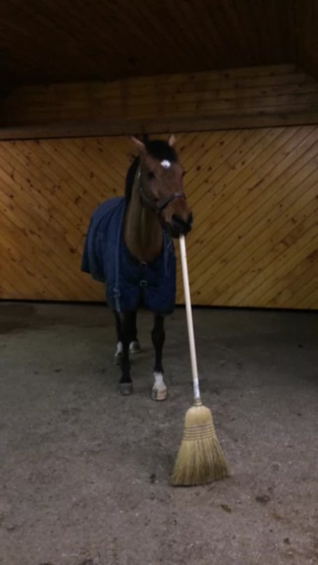 the-notsopervertedprincess:  mememaster:  batreaux:  hes doing a great job  he’ll be done in no time   I wish my horse would help me like this