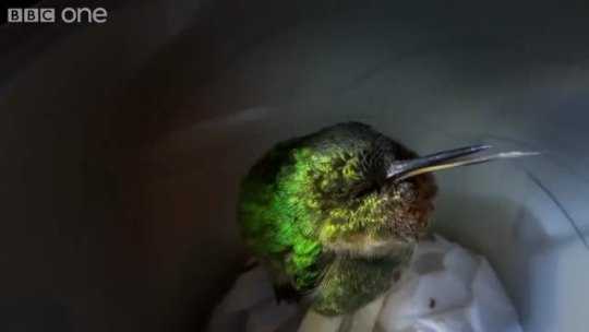 invisiblespork:  tognir-inainn:You’re welcome[Narrator: A scientist in Peru [pause for peep] captured this, escaping from the tiny body [pause for peep] of a sleeping hummingbird. [pause for peep] A high-pitched [pause for peep] but unmistakable snore.