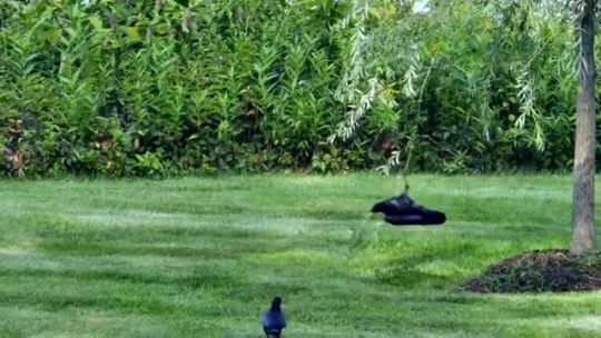 becausebirds:these crows have fun by swinging from a willow branch   source