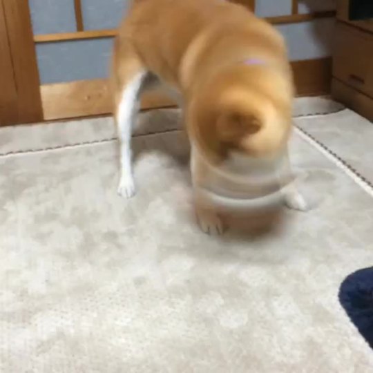 Porn photo shiba-natsu:  お肉をブンブン😆💓#柴犬#カイ#お肉#赤柴#shiba#shibainu#shibaken